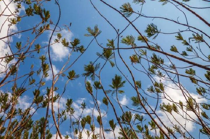 Conheça o Caminho dos Veadeiros, uma travessia pelo coração do Cerrado