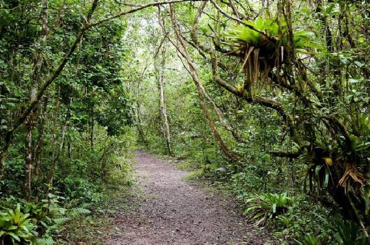 Mata Atlântica: Patrimônio Mundial reúne florestas, cavernas e ilhas entre São Paulo e Paraná