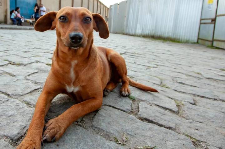 No Senado, Reinaldo ajudará a construir centro para acolhimento de pets em MS