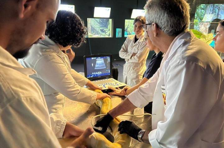Parceria entre Bioparque Pantanal e UFMS garante cuidados preventivos em serpentes e arraias