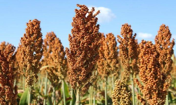 Sorgo cresce forte na safrinha de MS e vira aposta estratégica com demanda das usinas de etanol