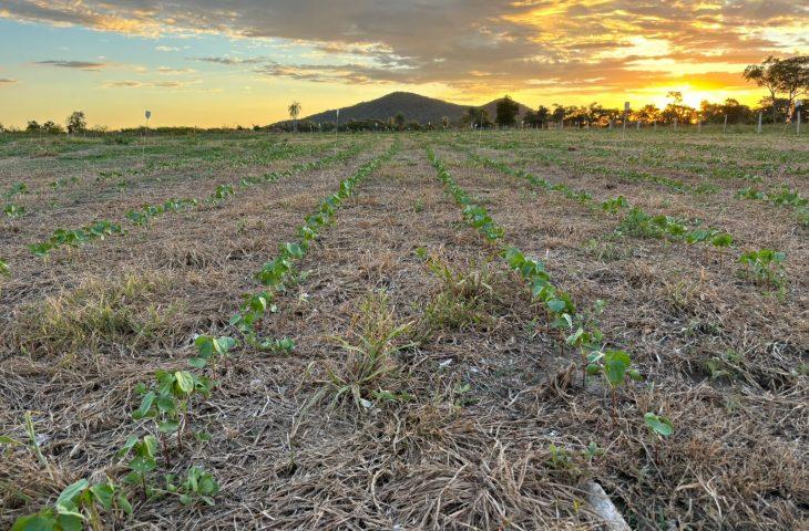 Com apoio da Fundect, campo experimental avalia sustentabilidade agrícola na Rota Bioceânica