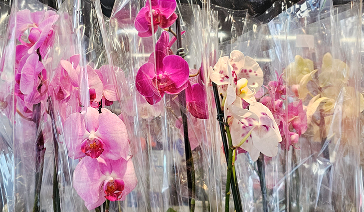 Churrasco ou Orquídea? Pesquisa revela opções para o Dia das Mães em Campo Grande