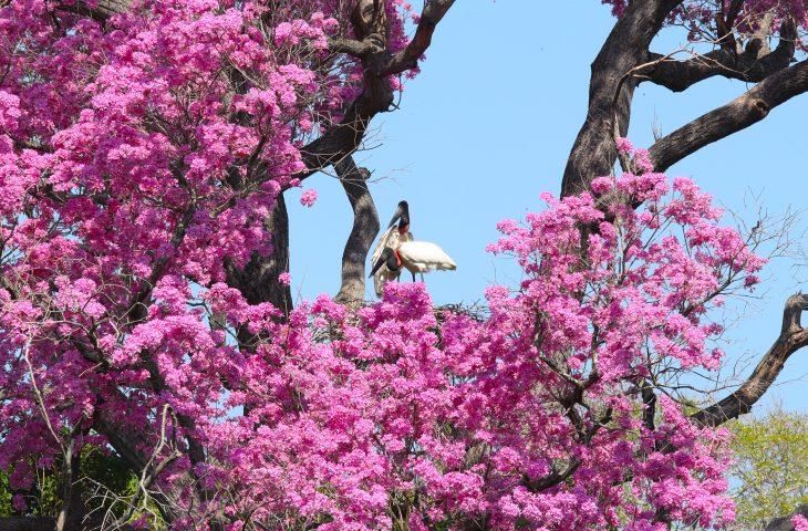 Novo regramento ambiental e monitoramento via satélite ajudam a reduzir supressão vegetal no Pantanal