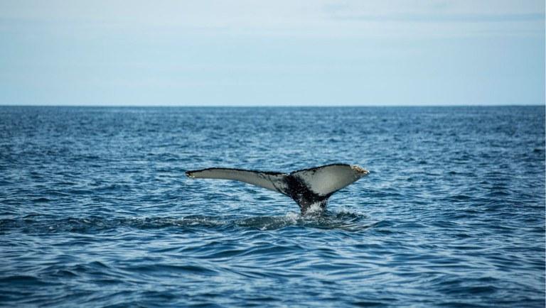 Temporada de observação de baleias tem início e impulsiona o turismo responsável no litoral brasileiro