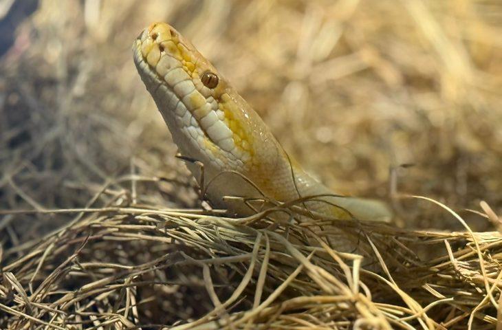 Bioparque Pantanal celebra Dia Mundial da Cobra com de educação ambiental e cuidado exemplar com serpentes